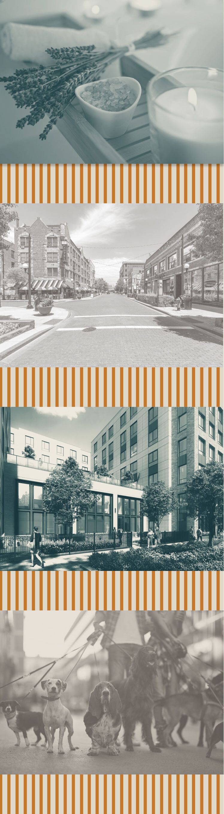 A collage displaying a mix of spa materials, buildings, & dogs